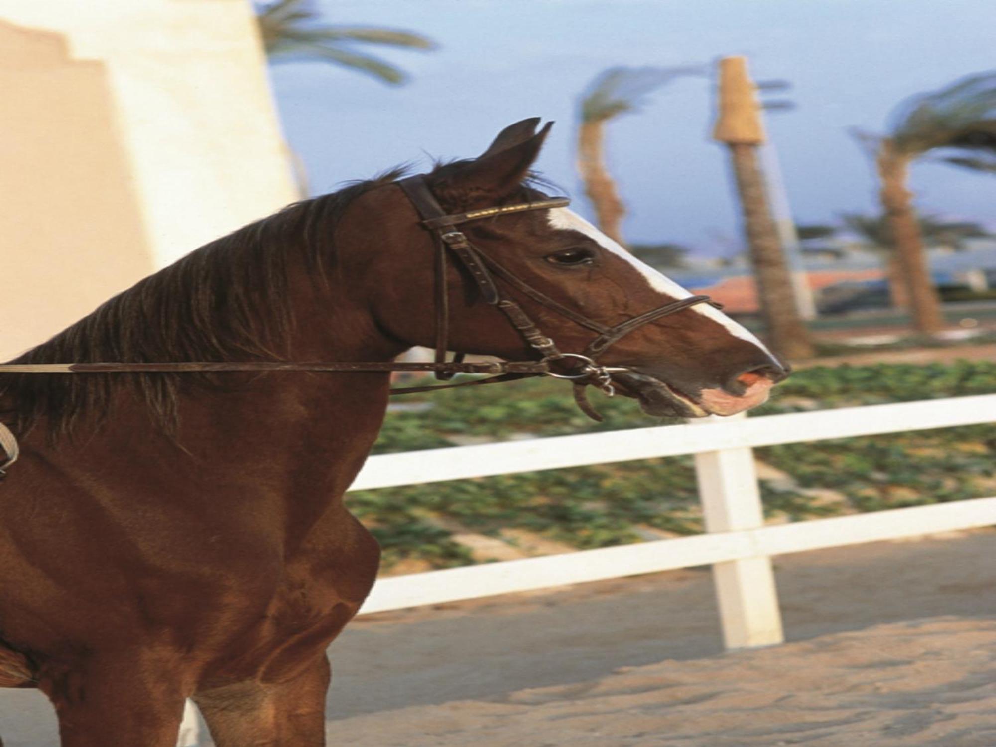 Concorde El Salam Cairo Hotel & Casino Экстерьер фото A horse wearing a snaffle bridle